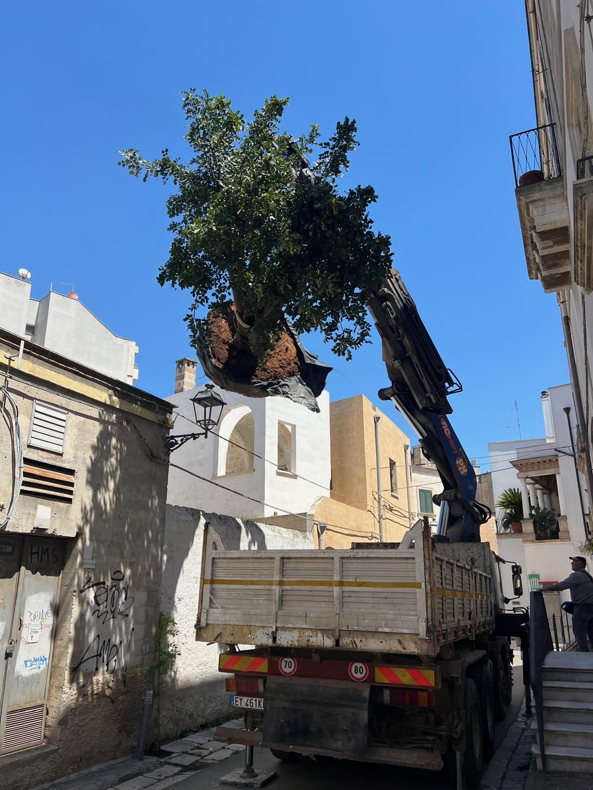 A tree lifted by crane into the courtyard of Via Verdi 15, Manduria, Salento, Puglia