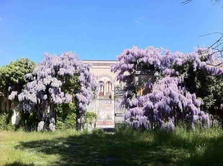 Glicine di Manduria